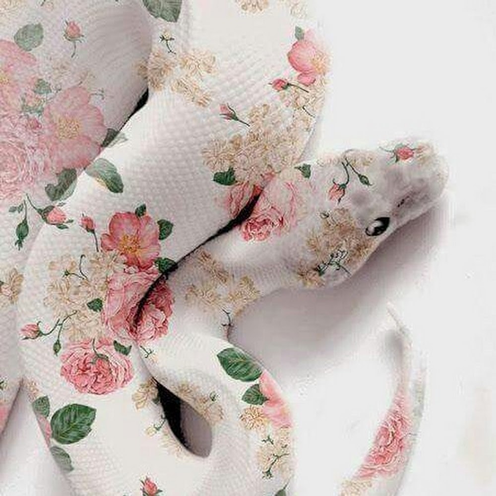 Meet your Posher, Kylie